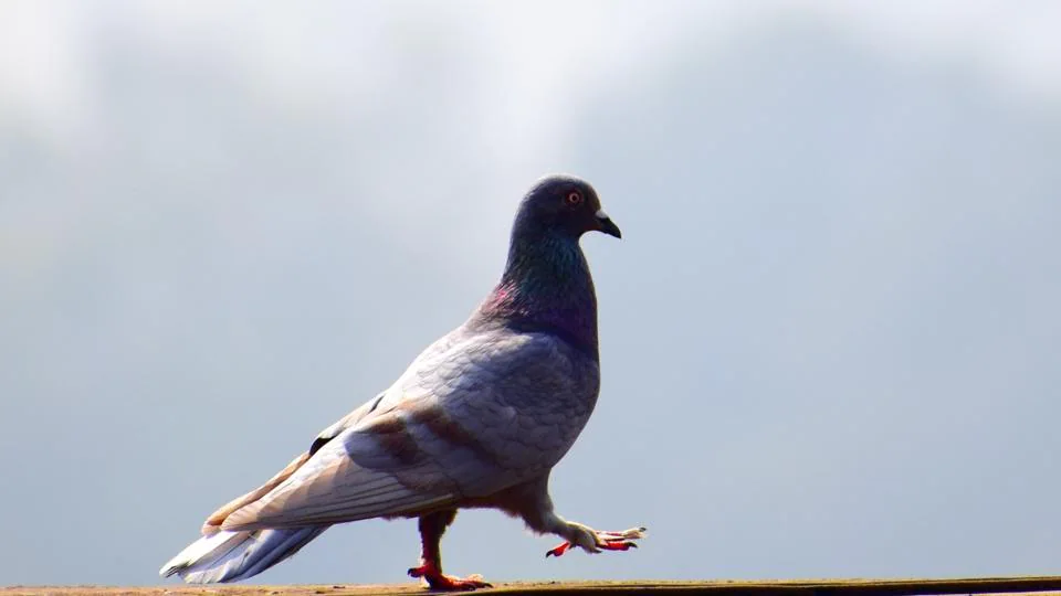 Bird Netting Service Pune